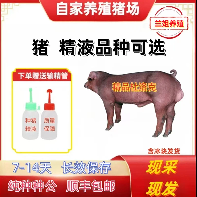 优质原种杜洛克种公猪精液批发发货一件包邮对版猪场直发