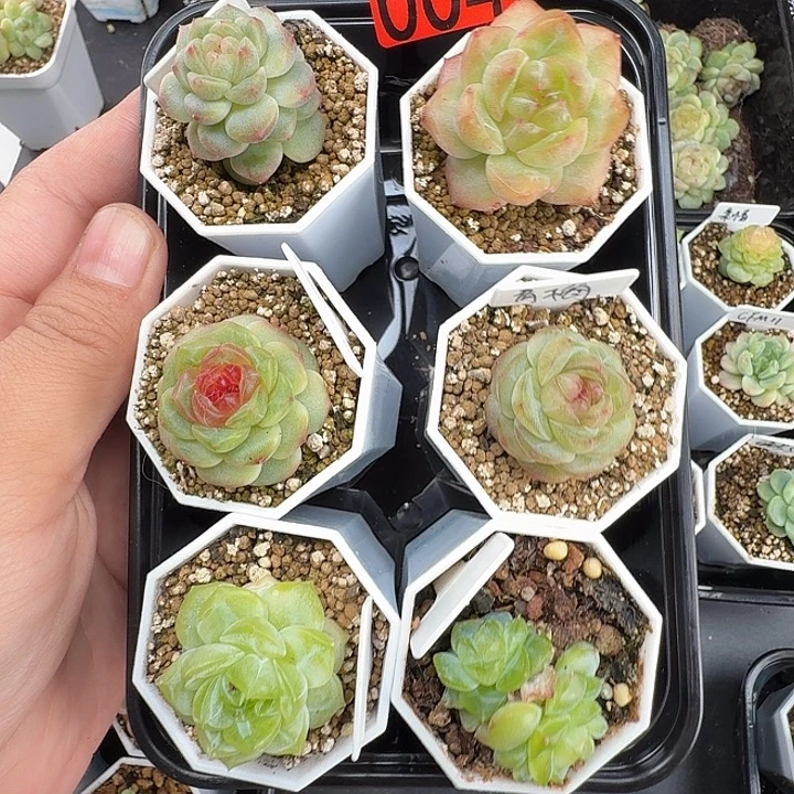 冬至快乐004福利啦啦啦