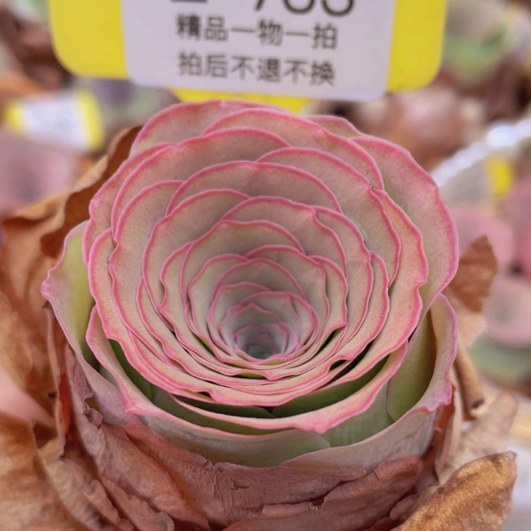 山地玫瑰Z733断枝不包损不售后