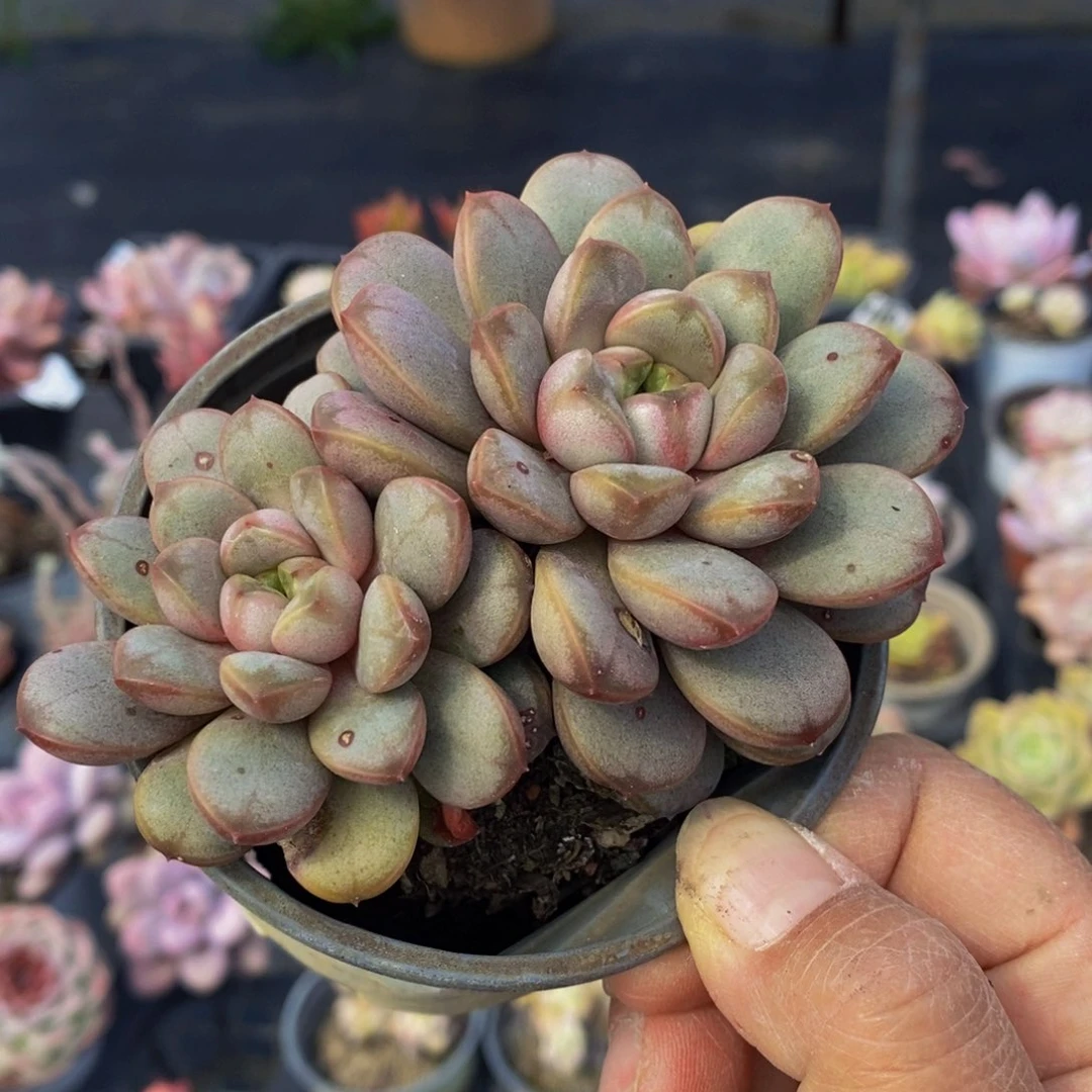 葡萄双头精控多肉