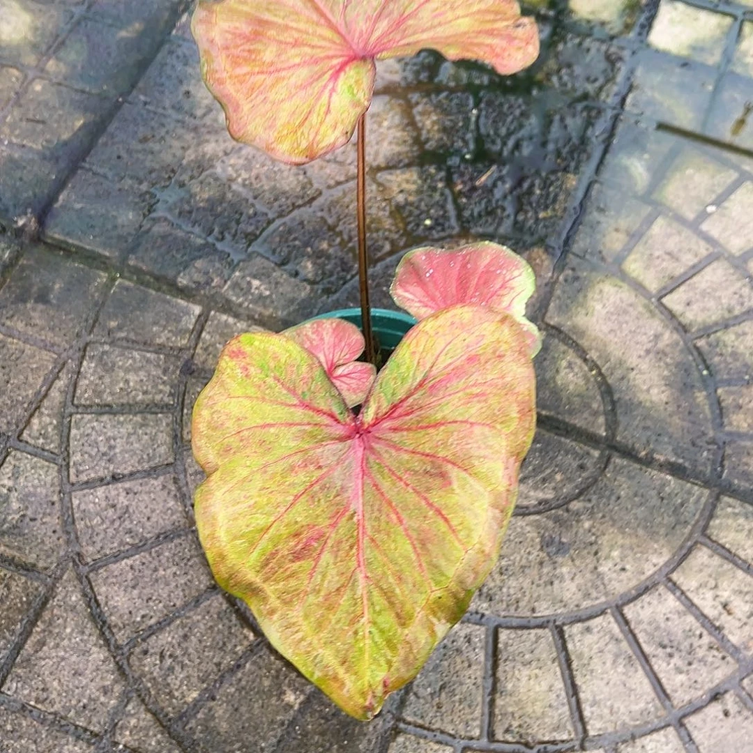 M***像完全开放3591泰彩