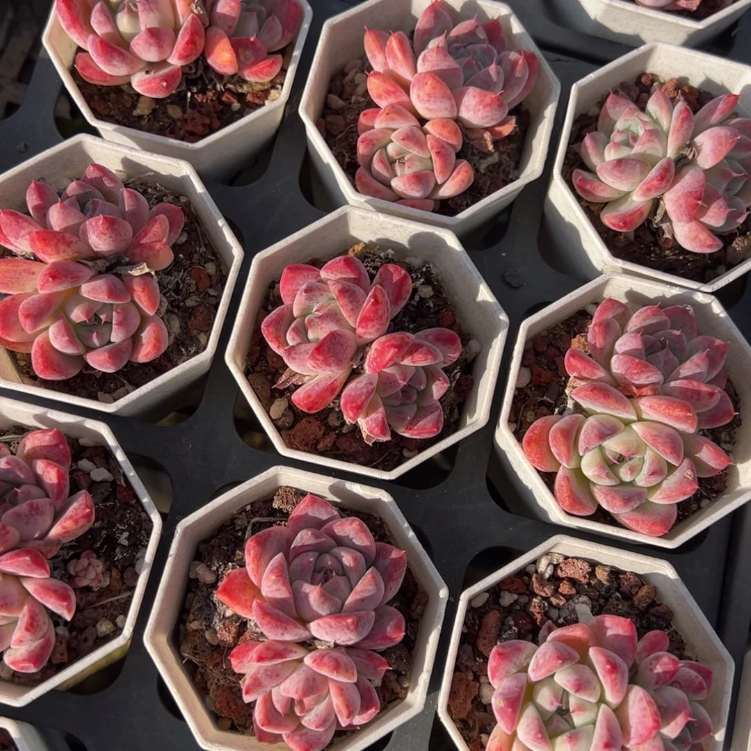 如梦令双头一颗量拍多肉满18元包邮下午发货