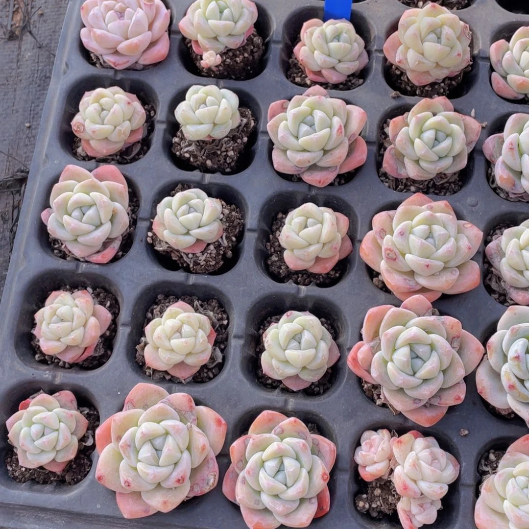 783号福利冰玉五个尾货