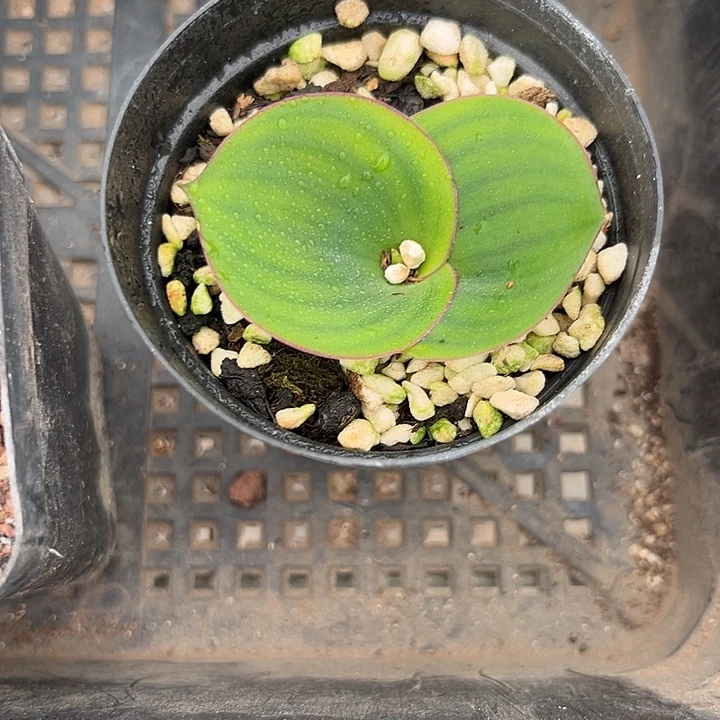 我也不知道我为什么要这样