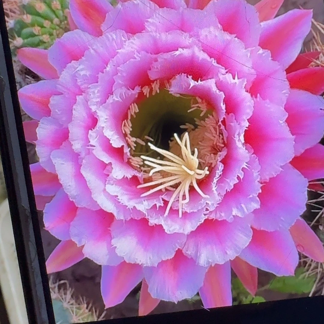 七仙女侧芽5公分毛花柱