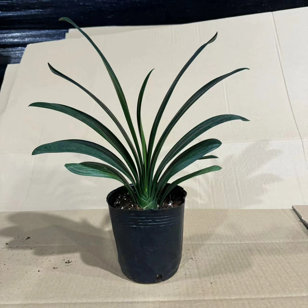 好品种君子兰10个叶片以上 当年开花 原盆土发货 可直接下单