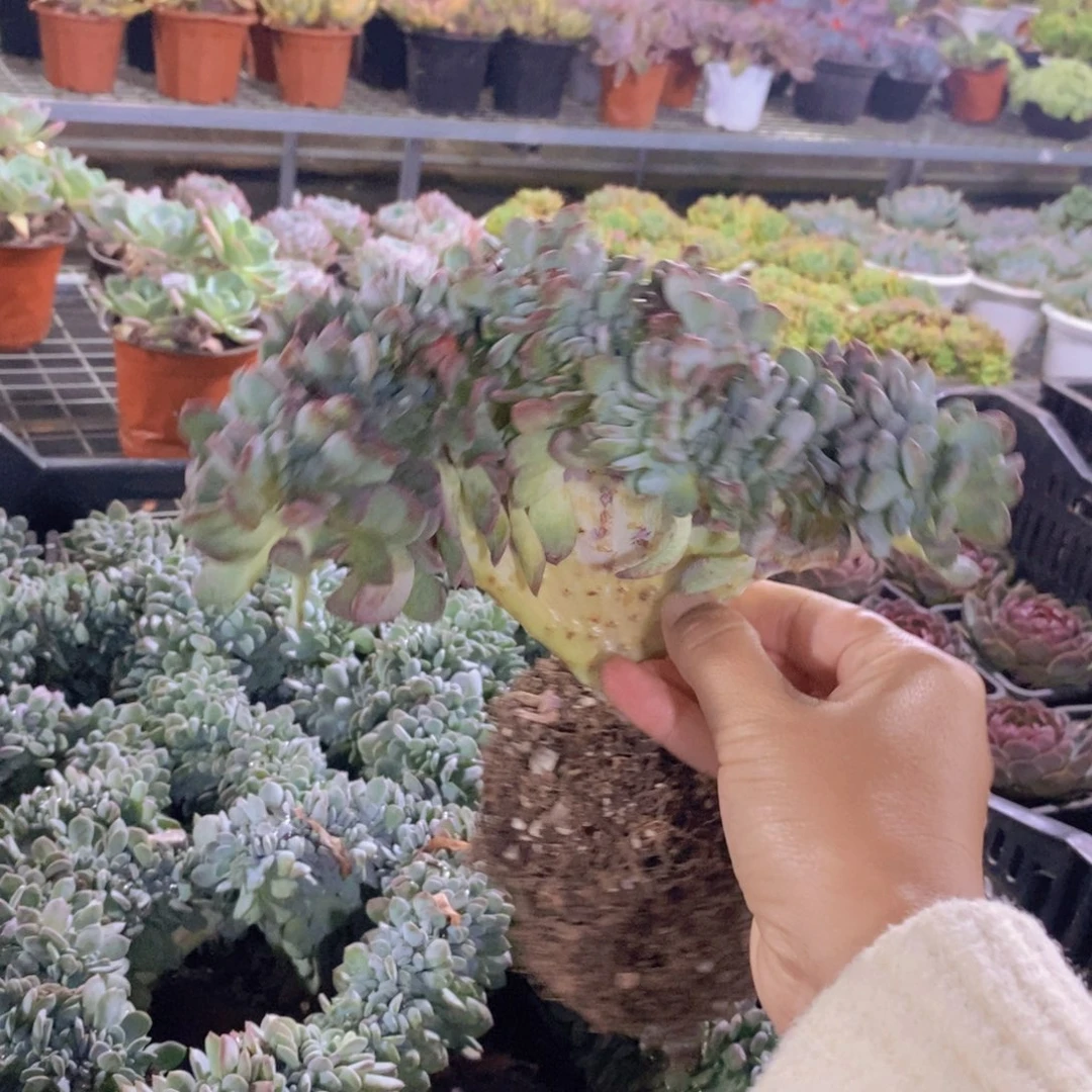 玛瑙缀化整桩整板子