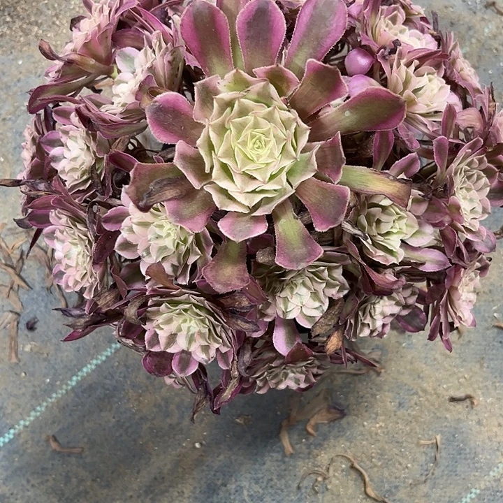 多肉植物铜壶白锦……