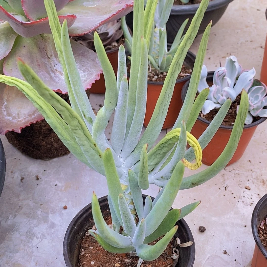 多肉植物非常福利拇指