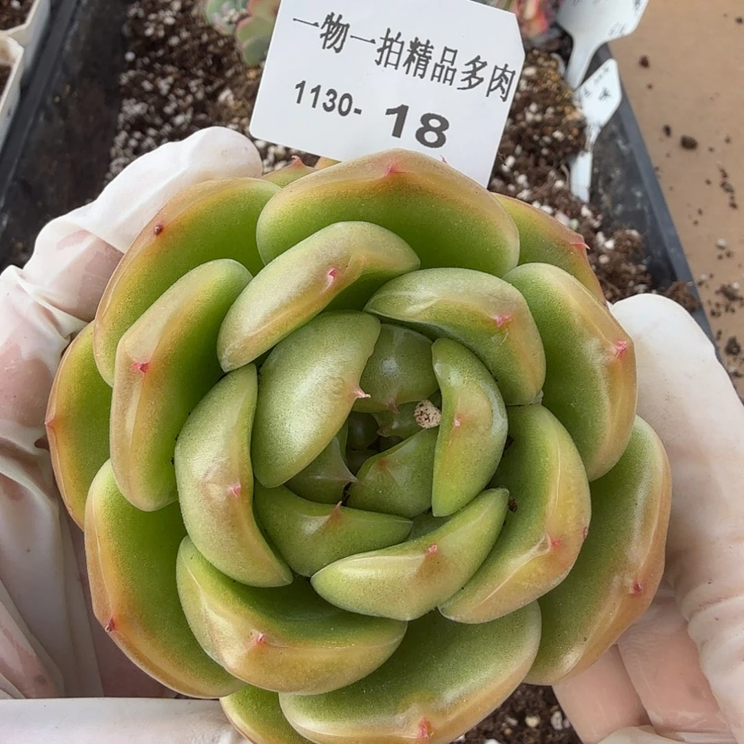 1130-18雪花珍妮一物一拍