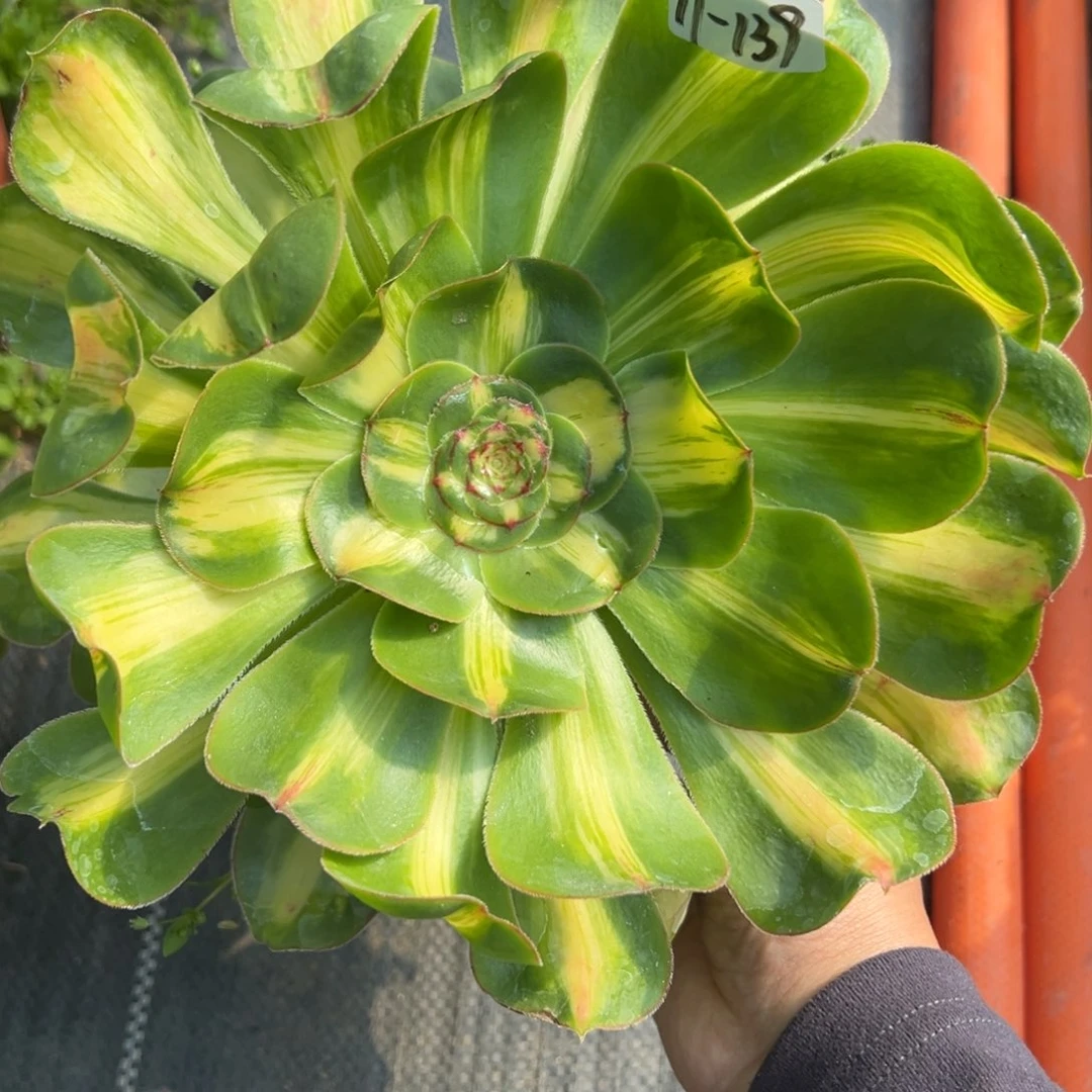 139暴君多肉植物一
