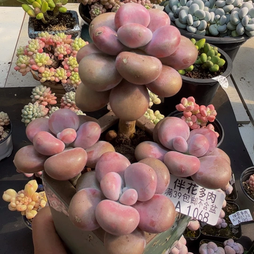 1068腰子桃蛋10cm多肉