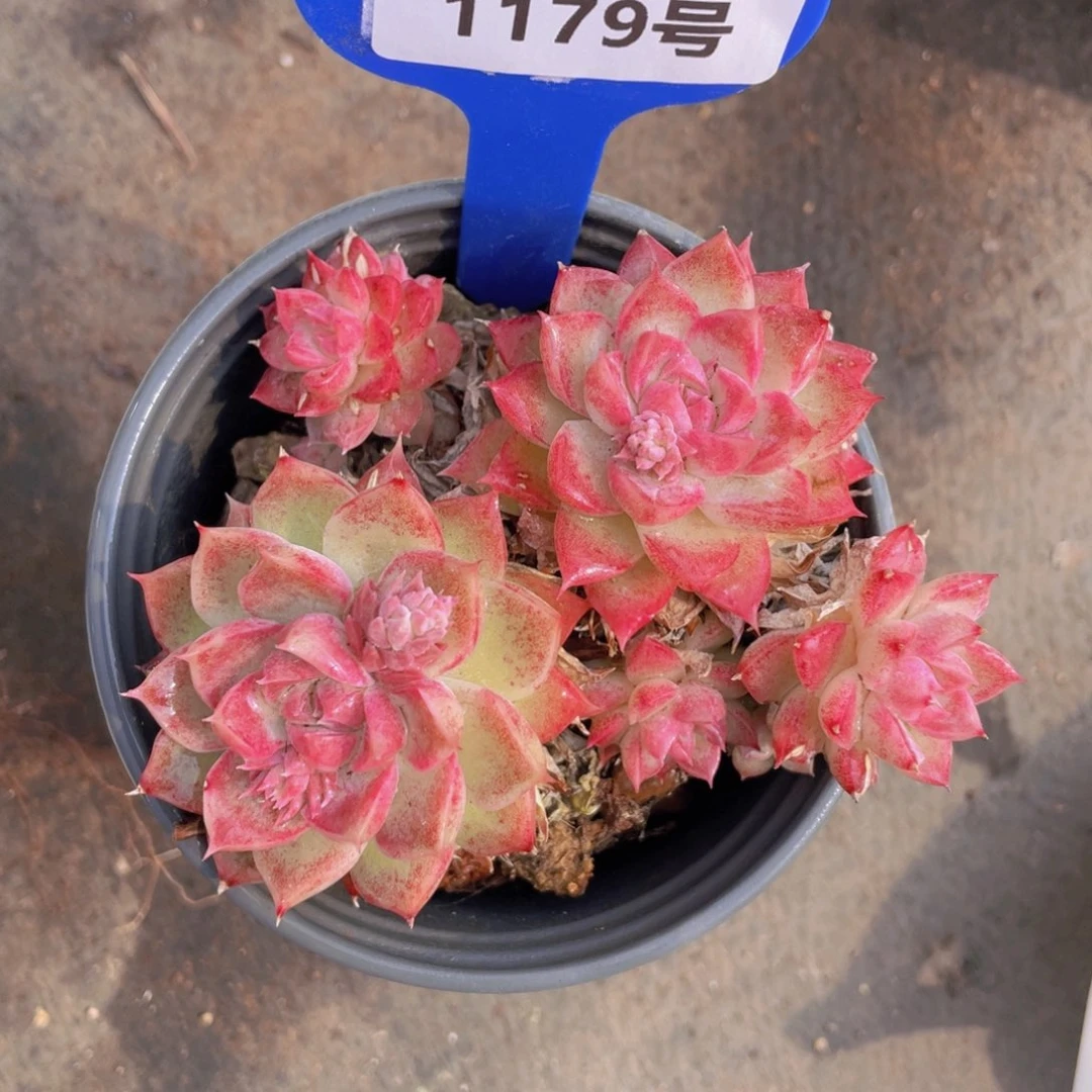 1179号粉女王群生一个不包整