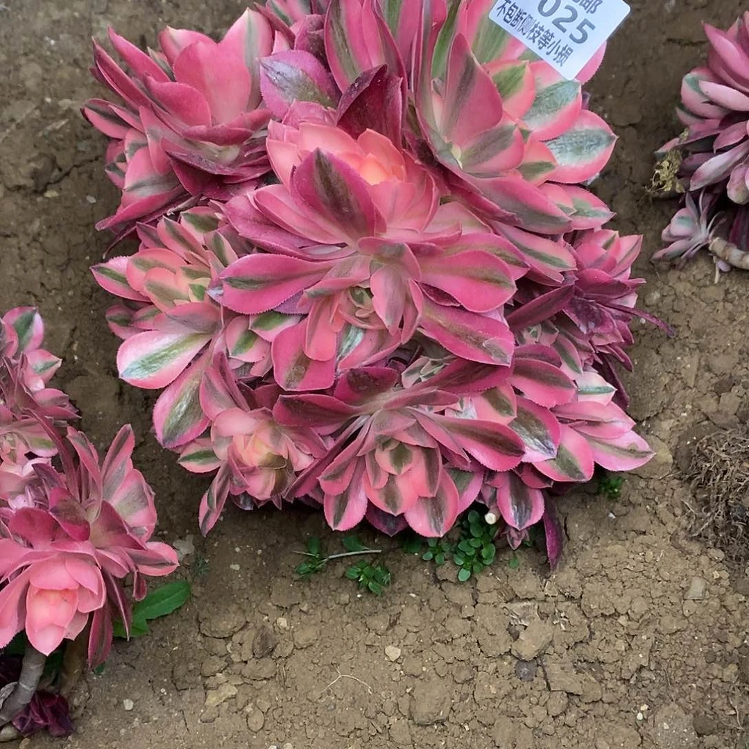 025女巫多肉法师锦有砍