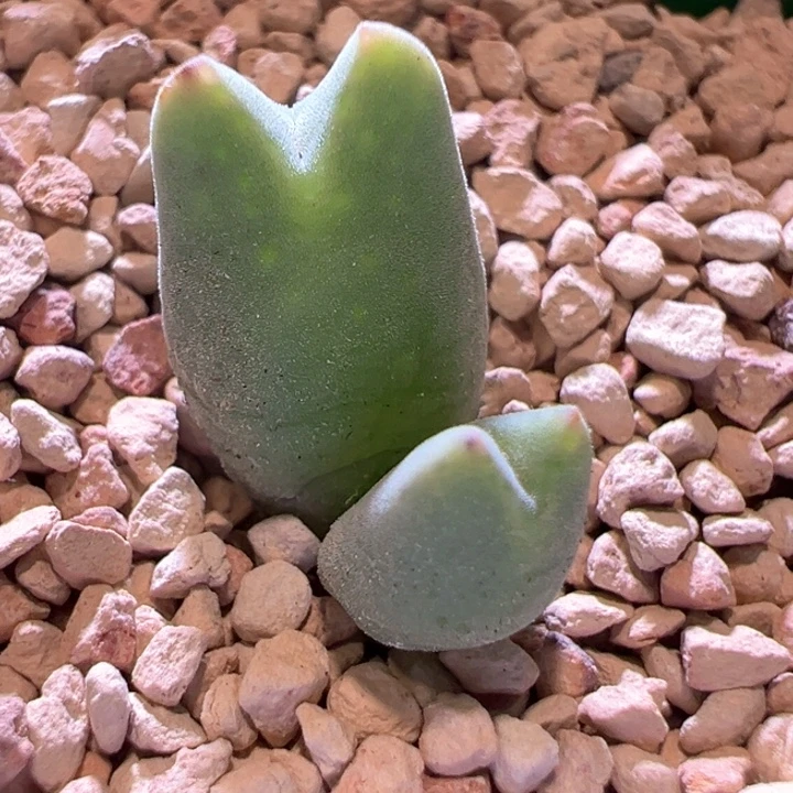 490。 只此一颗青蛙种源双头458。