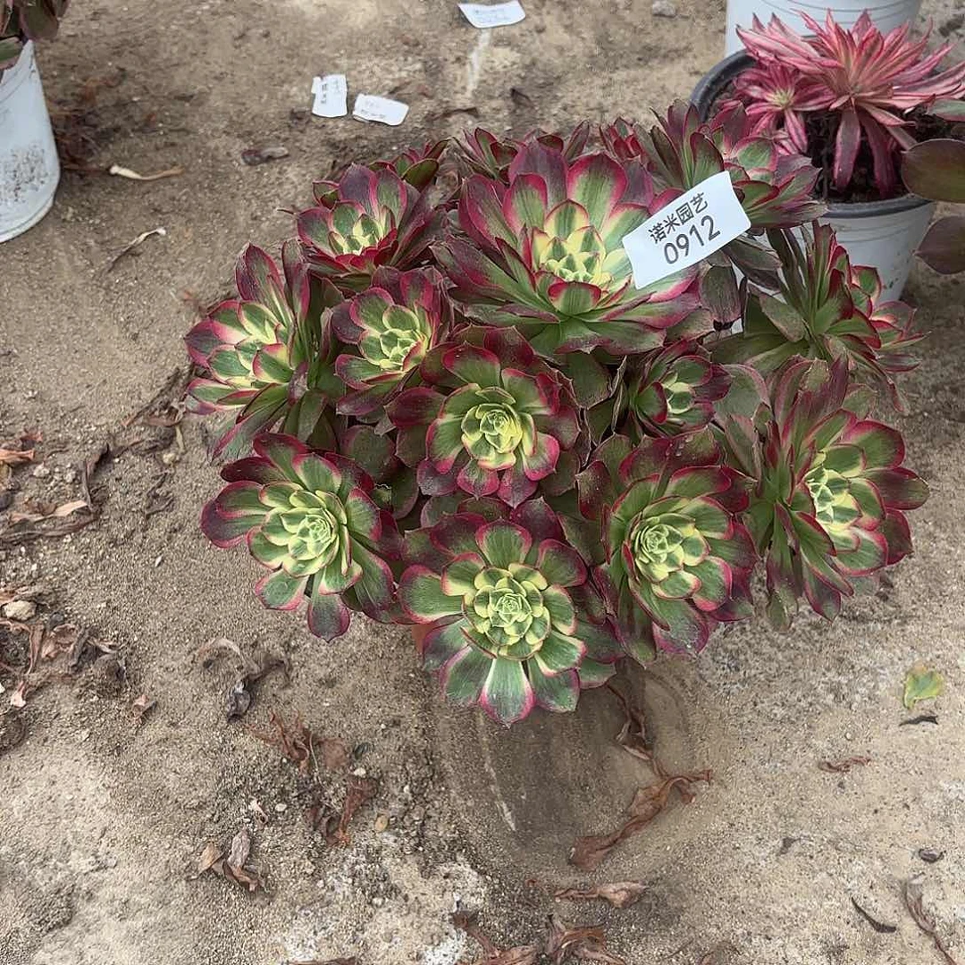 火龙果手捧多肉植物912