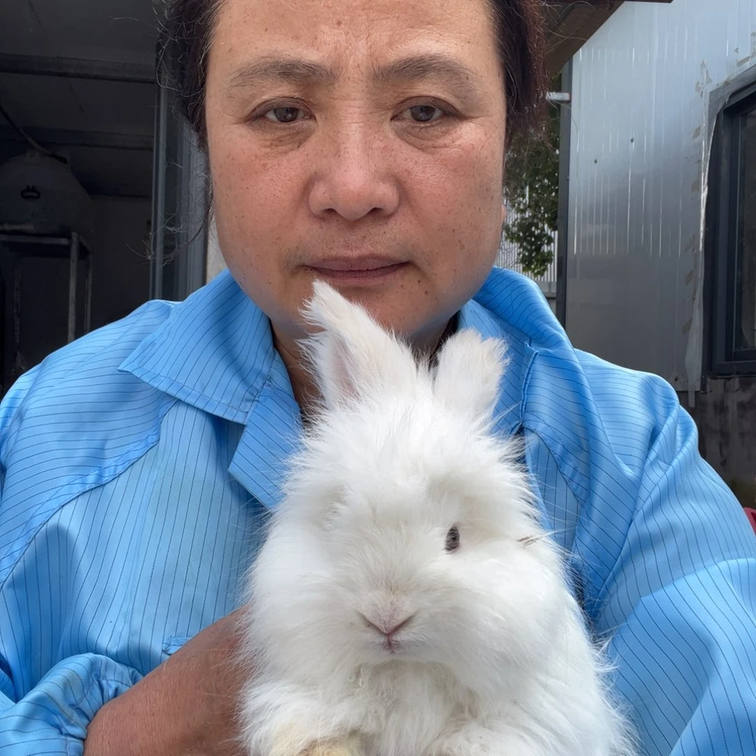 春****双血统英系安哥拉兔子