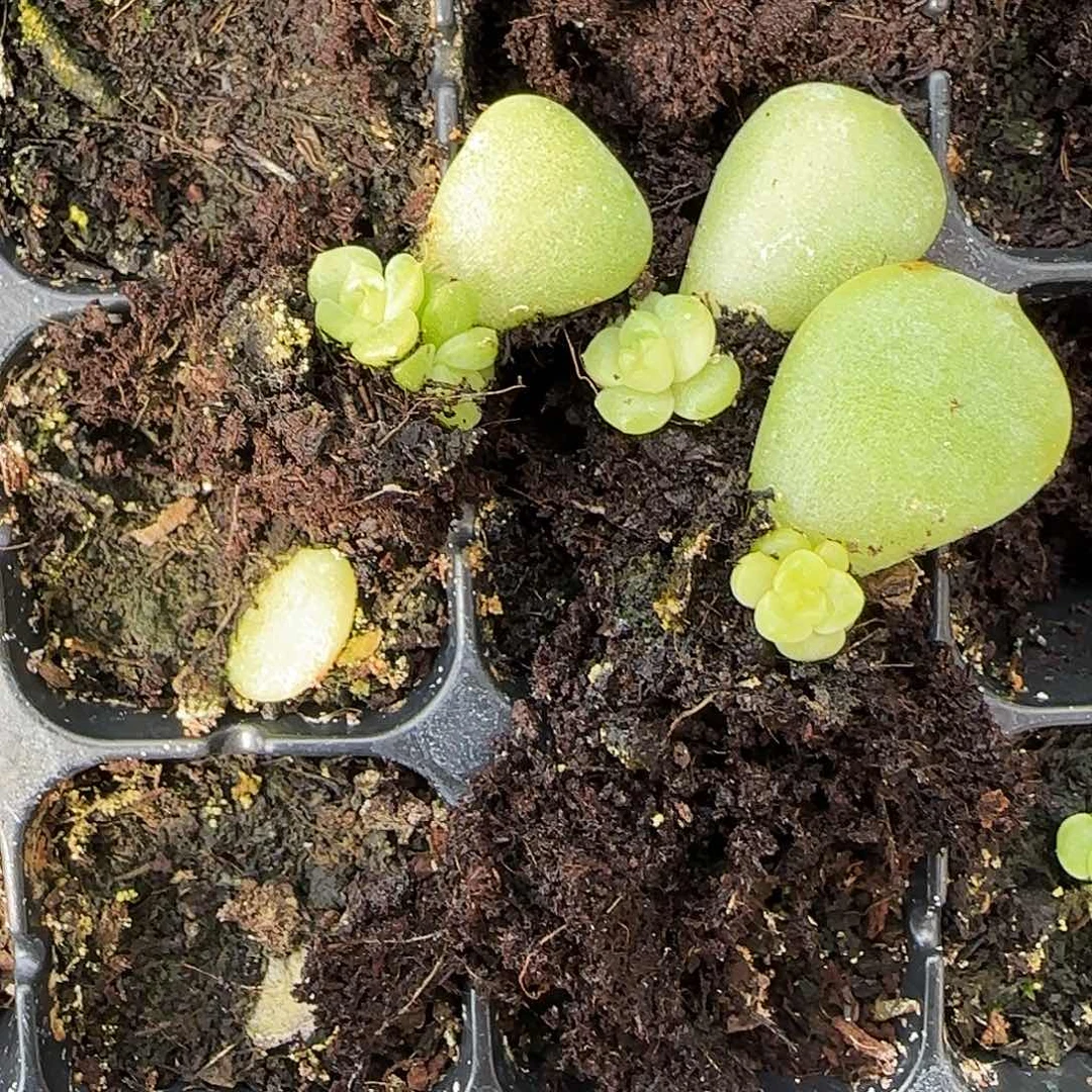 荔枝小苗穴一个满25包邮