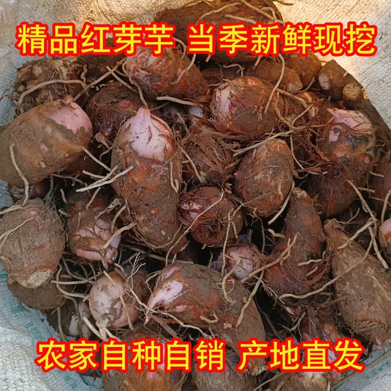 SG广西桂林荔浦红芽芋奶芋芋头仔芋艿槟榔芋荔浦芋香甜粉糯明天达芋泥芋头片包邮到家现挖现发带微微泥土