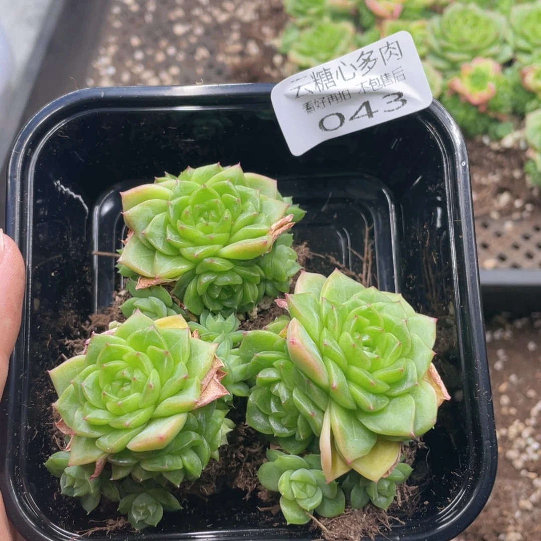 ?****?云糖心多肉植物43