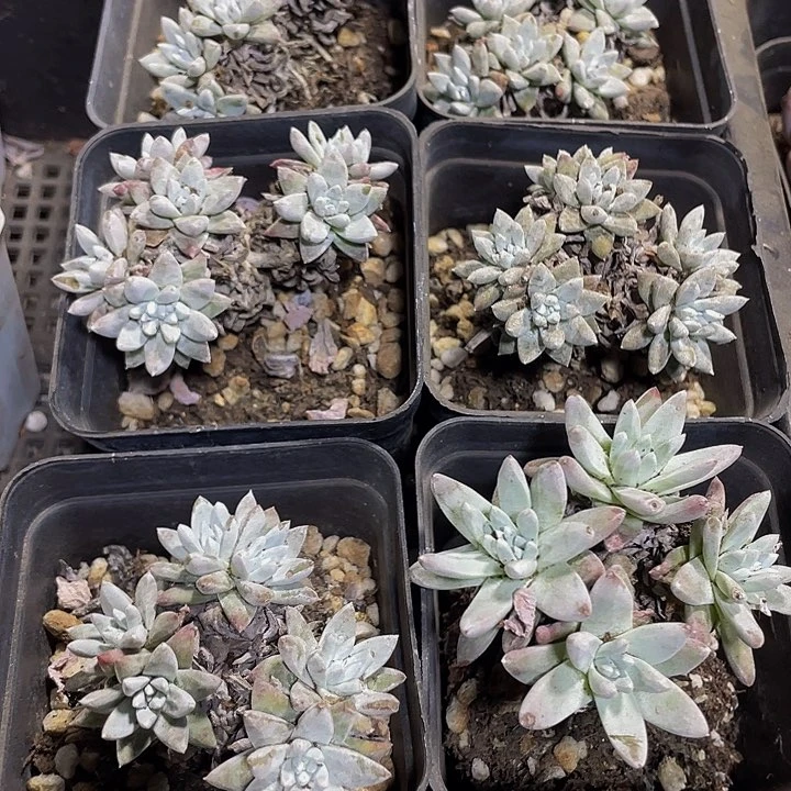 7方大白菊带盆土