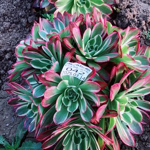 3.14-42海王多肉植物