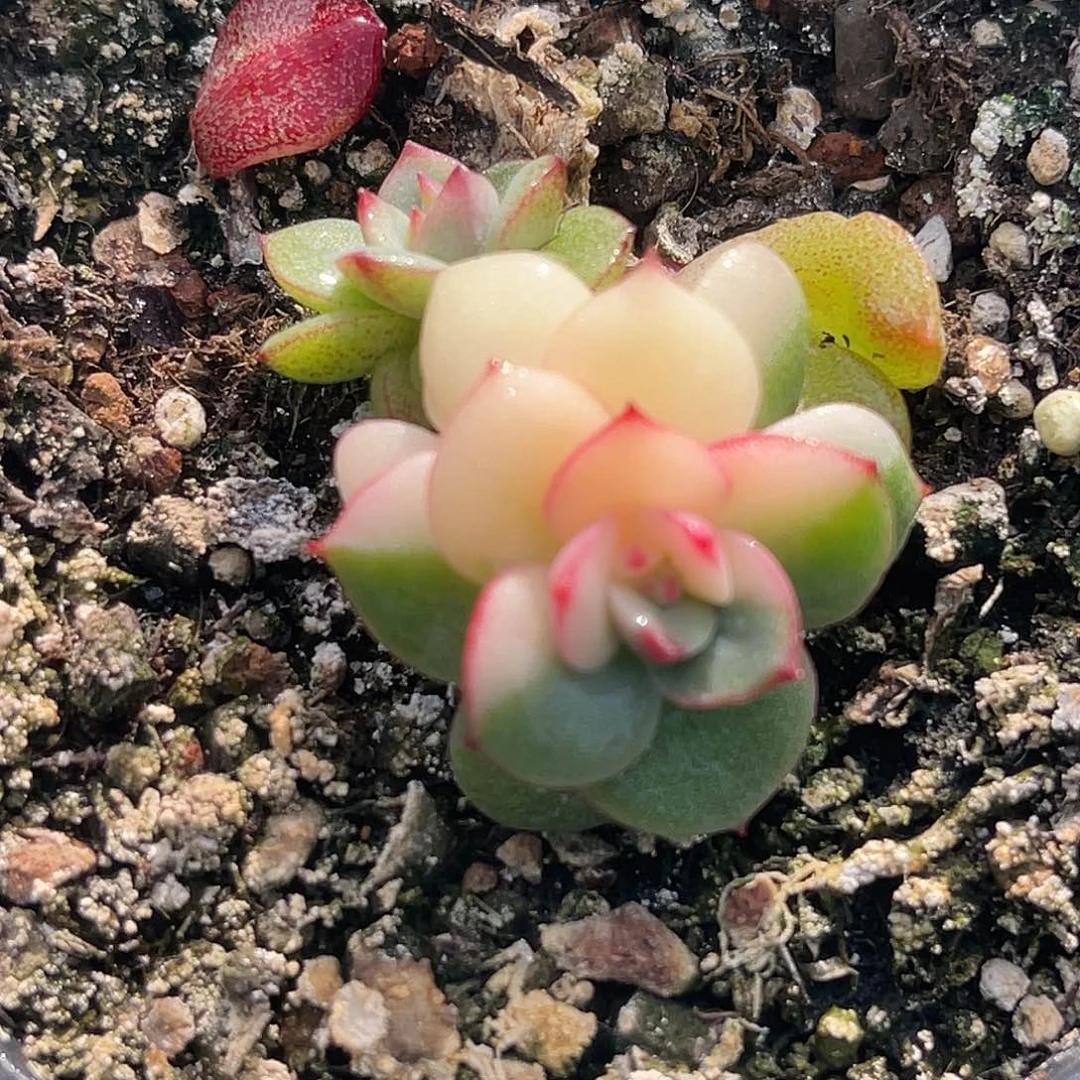 尚品园艺福利锦8382