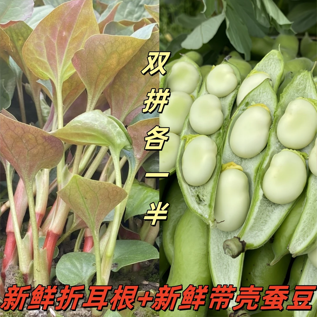 折耳根+蚕豆新鲜脆嫩鱼腥草嫩叶侧耳根现挖折耳根 胡豆罗汉豆佛豆