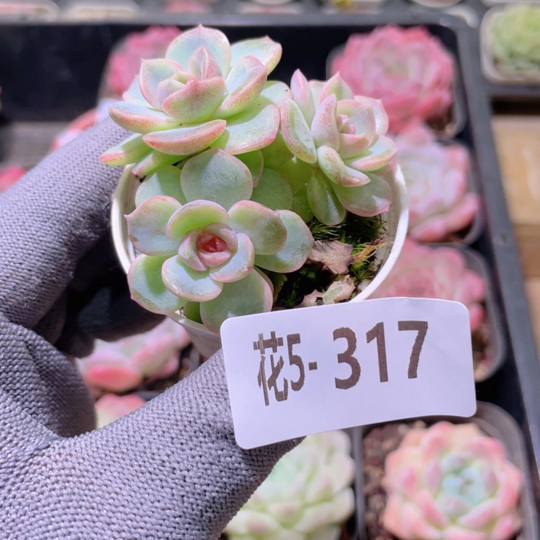 花利美5-317新品珍妮