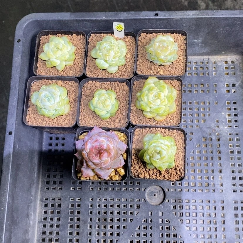 【闪购商品】不****家221一筐8颗多肉