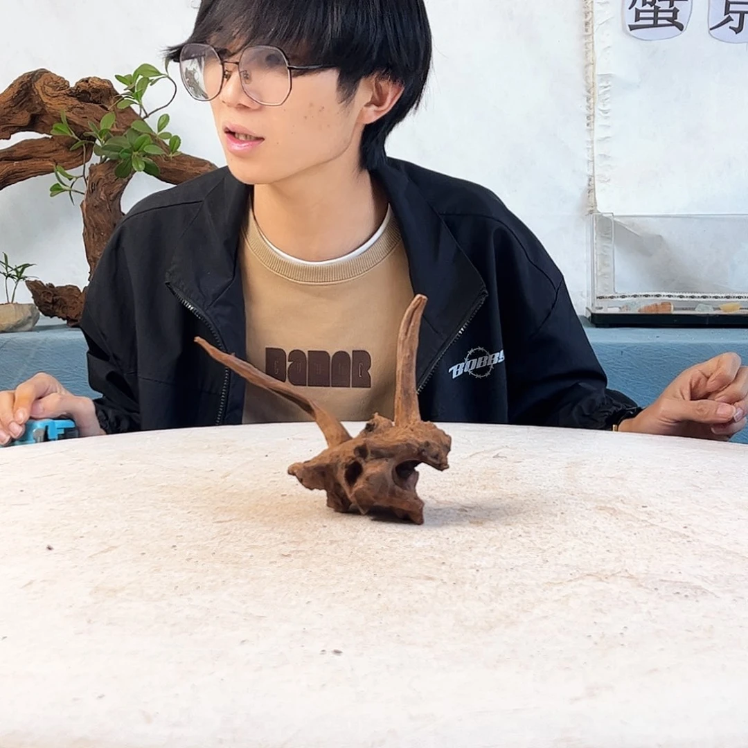 沉木造景爬宠造景