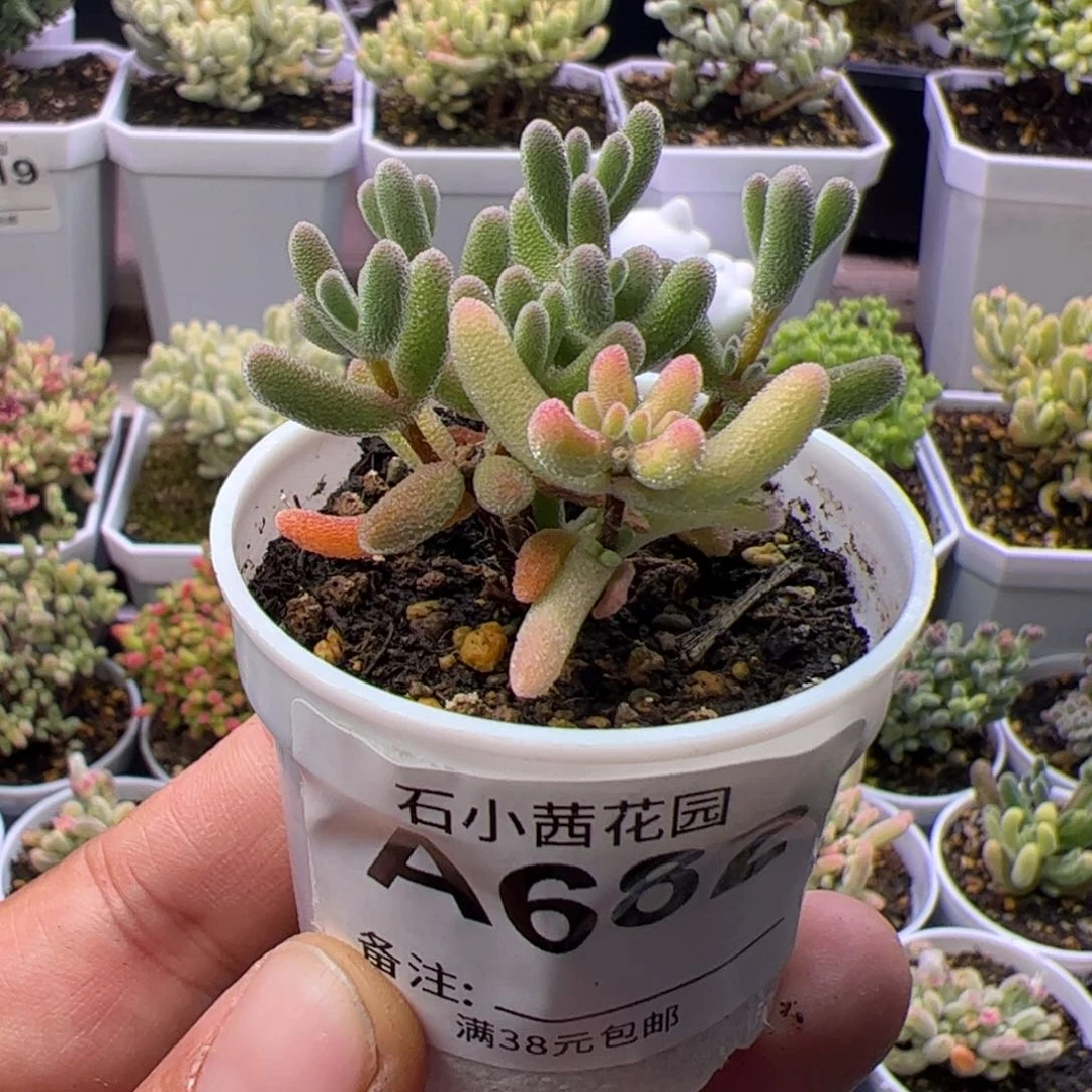 多肉植物枝干钻石黄锦阴阳锦