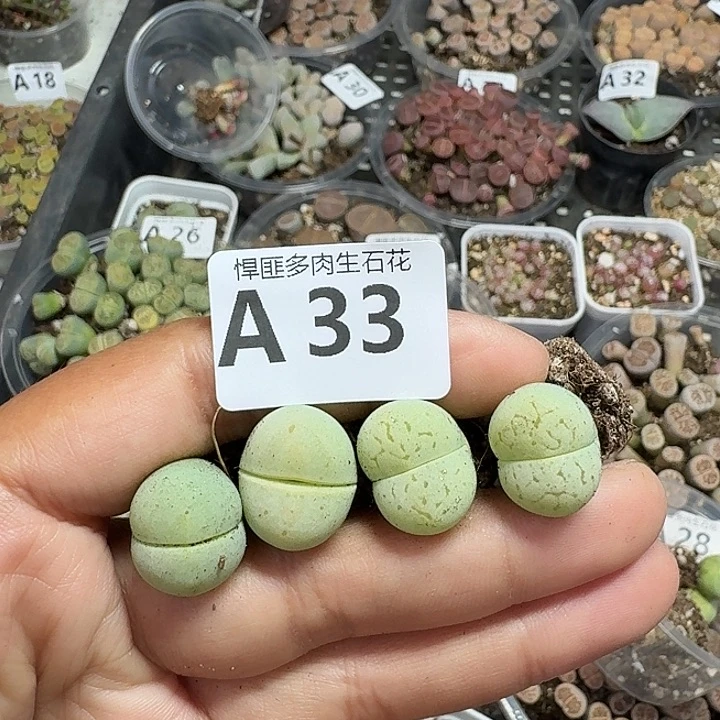 33多肉植物多肉植物