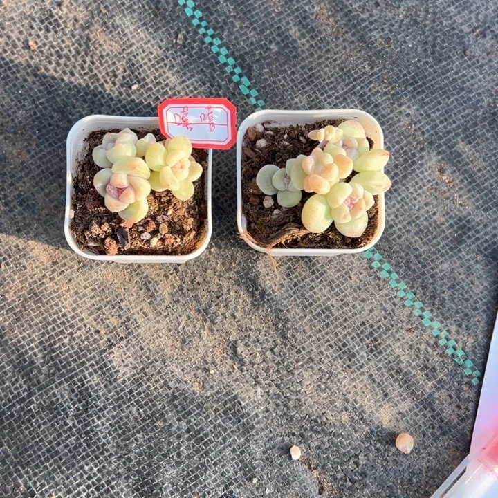 嘻嘻一物一拍专拍的