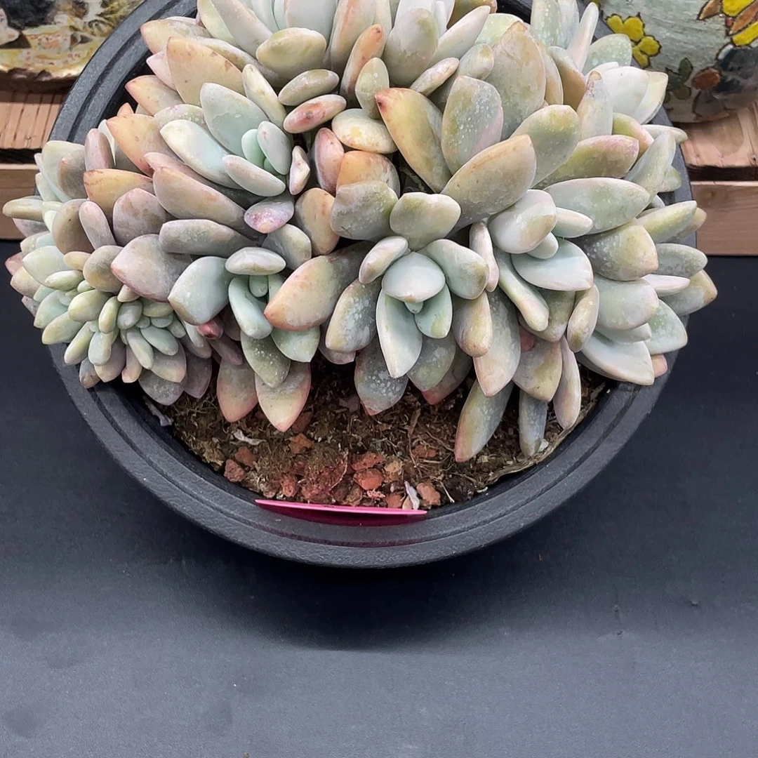 16头朵朵缀粉兔。