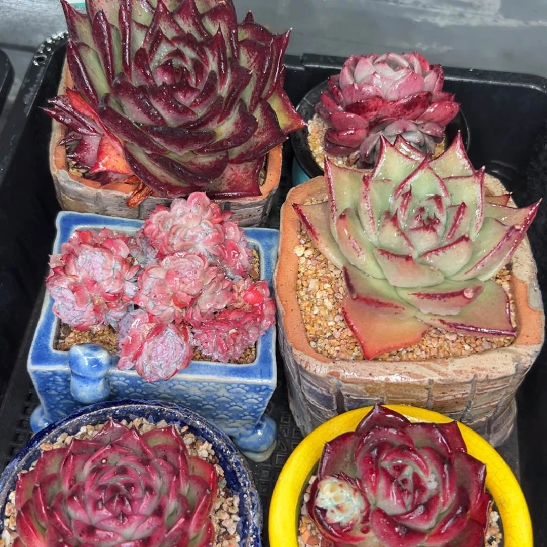 多肉一物一拍0114-412