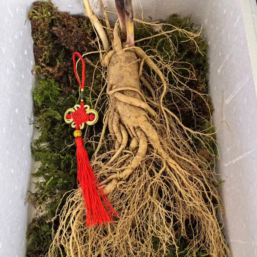 长白山鲜人参~精品单支半斤以上