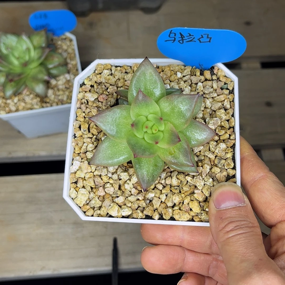 z先生的多肉乌拉凸侧头盖