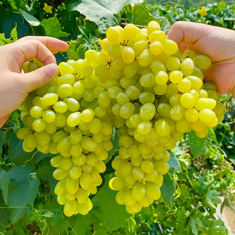 【点点关注】LL新鲜无核白葡萄一份