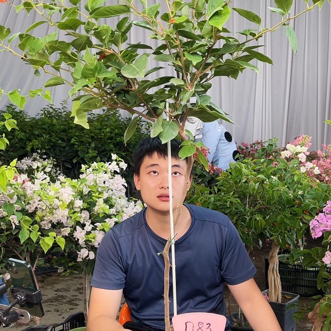 张***好大部分花苞少量开放D83变色龙