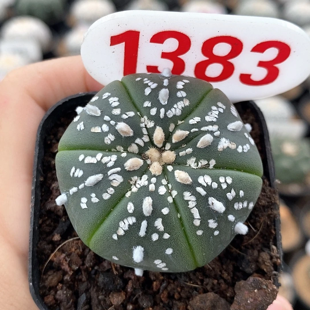 1383六愣美纹兜福利