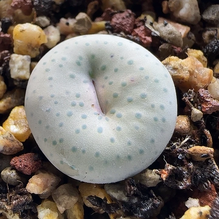 11-16-3-1当天满38包邮园艺特选大奶油嘴1.9cm脱土