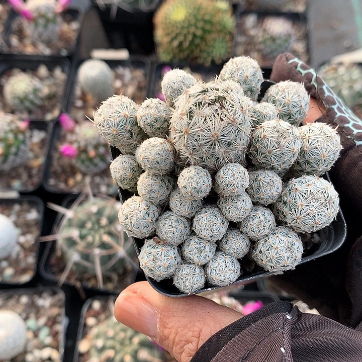 443 实生须弥山7厘米