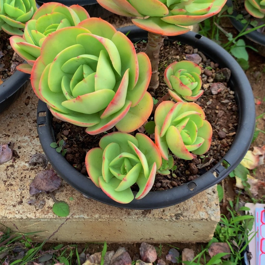 *****碧桃11111111111111