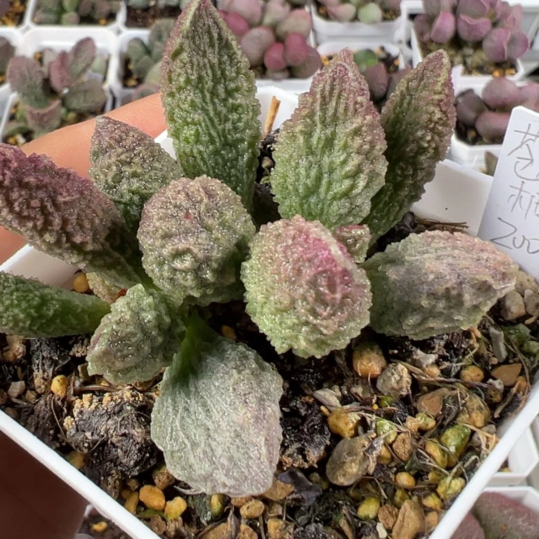 w带桩苍龙多肉植物