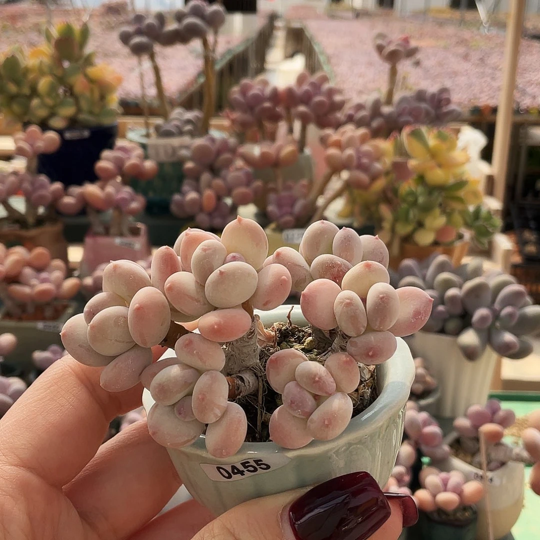 宁****姐多肉植物的生长发育