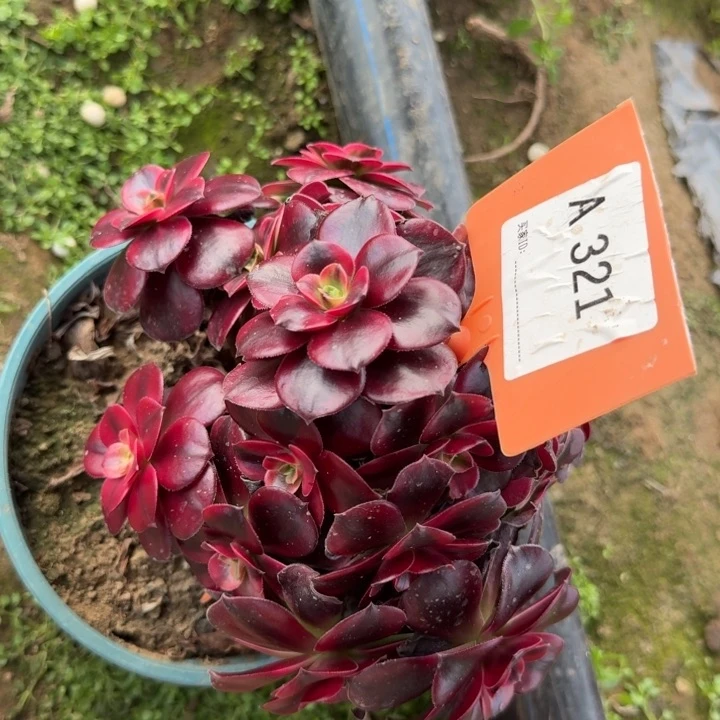 321美杜莎老桩手捧