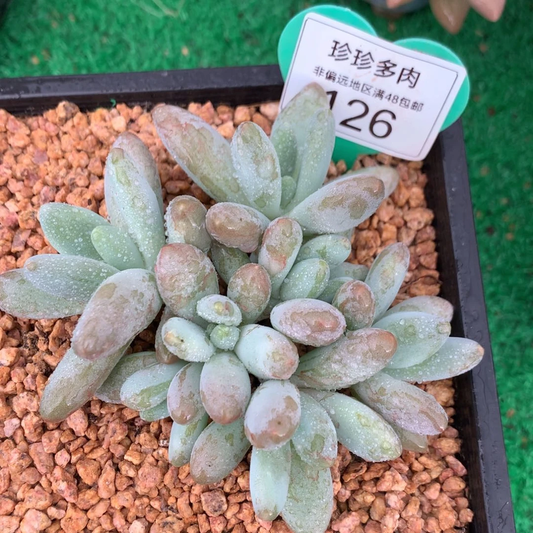 白兰地无砍平头开播福利126