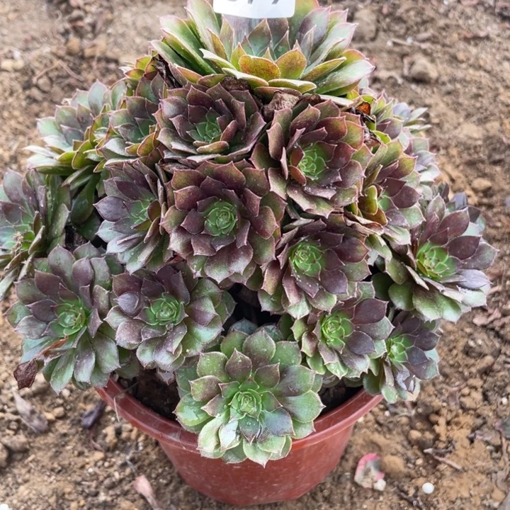 无花朵679多肉植物红魔