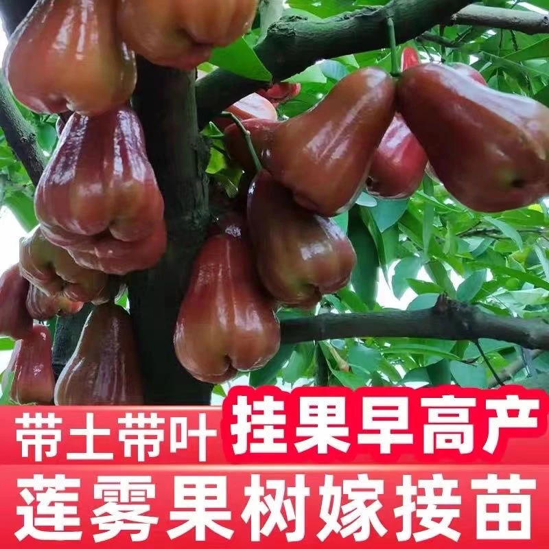 莲雾树苗正宗台湾黑金刚黑糖芭比莲雾嫁接苗大叶红耐寒果树苗带土